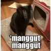 KUCING MEME 30