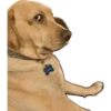 Komik köpek fotoğrafları  20