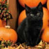 Gatitos de hallowen🎃 12