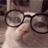 😺 GATOS MOODS 😺 9