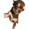 Komik köpek fotoğrafları  18