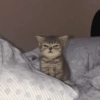 Memes Gatos - 1 12