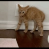 Memes gatos 5