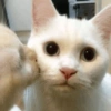 Kiss cat 15