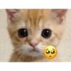 KUCING MEME 12