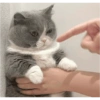 Gatitos bonitos 😺💞 9
