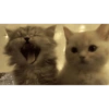 COUPLE CAT V2 6