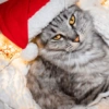 Navidad de Gatos😎 10