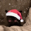 ANIMAIS NATALINOS ❤️🎅 13