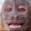 Monkey 9