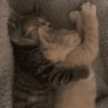 Cat meme 2 31