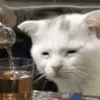 Грустные коты 2 25