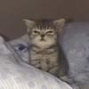 🌈🐈‍⬛✨️Gatos Funny Mood✨️🐈‍⬛🌈 12