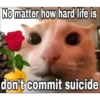 KUCING MEME 14
