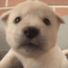 Cachorro. | @illvocano  Haki. 5