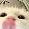 Gatito blanco 🥰 6