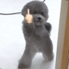 Reações cachorros  10