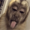 🐒✨️Chimpances Mood✨️🐒 18