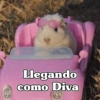 Llegando como Diva