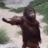 🐒✨️Chimpances Mood✨️🐒 5