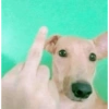 Doguitos🐶 11