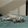 Meme Kucing Lucu 🐱 10