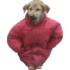 Komik köpek fotoğrafları  23
