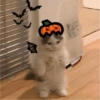 😺🎃 Gatitos para Halloween 😺🎃 11