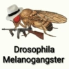 🦟Mira, una mosca 🦟 bzz 9