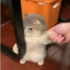 🌈🐈‍⬛✨️Gatos Funny Mood✨️🐈‍⬛🌈 14