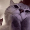Gatitos 💕 5