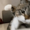 Cat meme 3 26