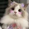 CAT CUTE EDIT😆 6