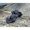 🐒✨️Chimpances Mood✨️🐒 27