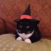 Gatitos de hallowen🎃 11