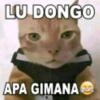 Meme kucing 22
