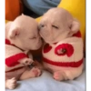 Pibble pal chat 🤣🐶 14
