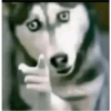 Monkey 23