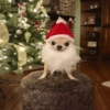 Navidad 🎄 5