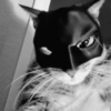 Gatitos apocalípticos 🙀 16