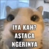 KUCING MEME 10