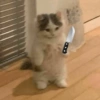 🌈🐈‍⬛✨️Gatos Funny Mood✨️🐈‍⬛🌈 27