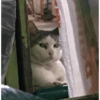 Gatitos 😍 10
