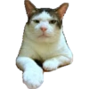 Bobby (kucing Prabowo) 10