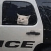 Gatitos apocalípticos 🙀 30