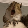 प्यारी गिलहरी प्रतिक्रियाएँ 🐿️ 12