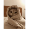 Memes Gatos - 1 7