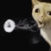 Gatos raros 13