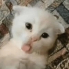 Meme Kucing Lucu 🐱 14