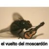 🦟Mira, una mosca 🦟 bzz 17